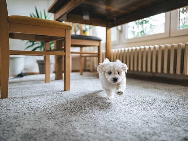 new-carpet-installation